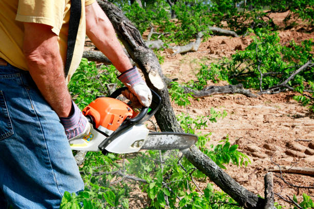 Tree and Shrub Care in Cairo, GA